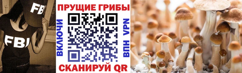 Псилоцибиновые грибы мицелий  хочу   Высоковск 